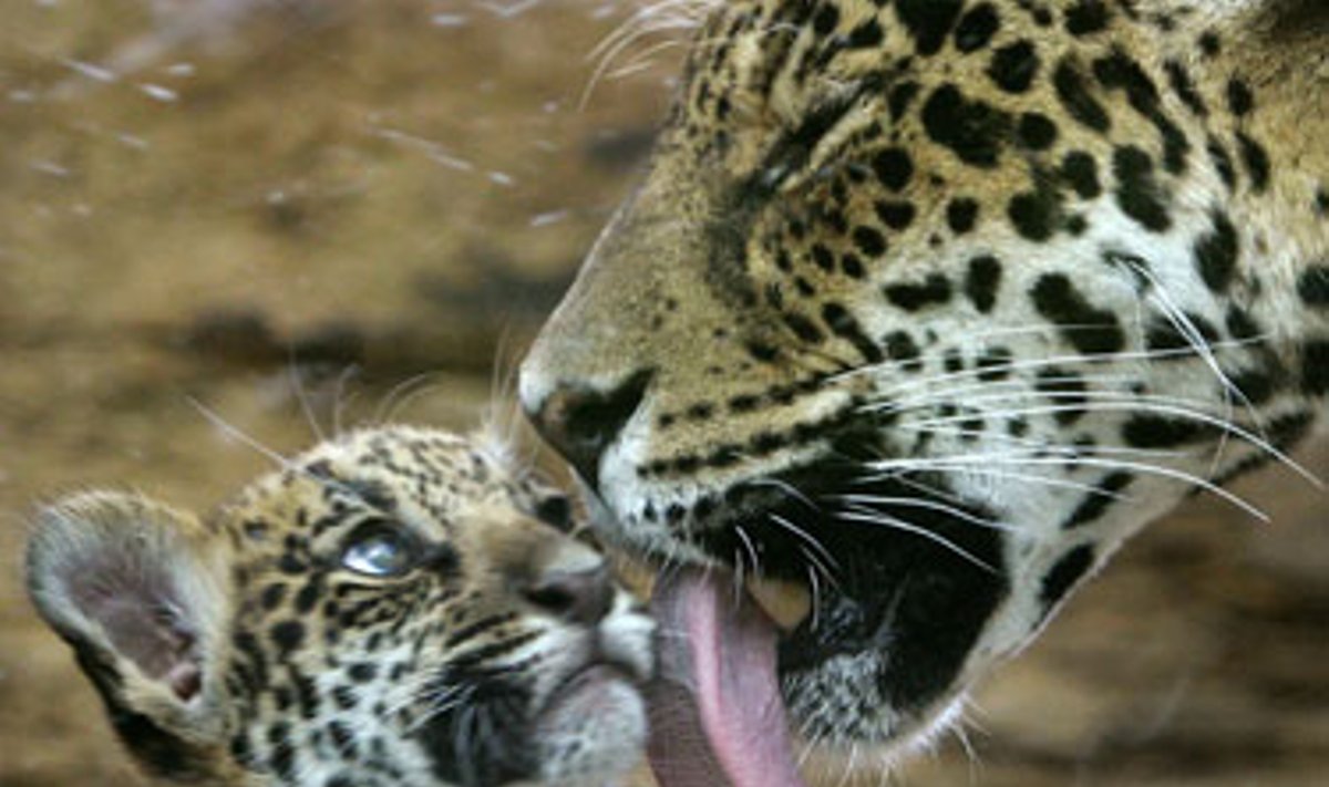 Jaguaro patelė laižo savo naujagimį Miuncheno zoologijos sode. 