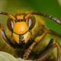 Vienintelis būdas išgydyti alergiją vabzdžių įgėlimui