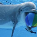 Mįslinga liga, žudanti delfinus visame pasaulyje: mokslininkai mano atradę priežastį