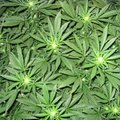 Lithuanian healthmin favours decriminalization of cannabis use