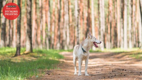 Tris šunis auginantis vilnietis: svarbiausia įsitikinti ar gyvūnas jums tinka