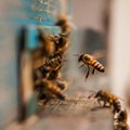 Ar bičių nuodai gydo vėžį?