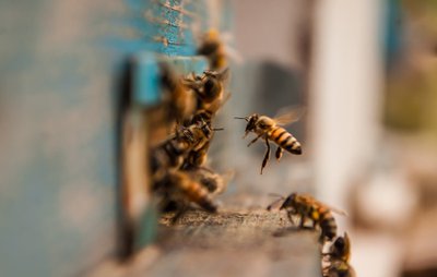 Robotinės bitės padės išgelbėti pasaulį nuo bado. Asociatyvi nuotr.