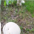 Kieme išdygo didžiuliai balti „kamuoliai“: gali siekti ir metrą