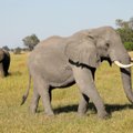 Botsvana atšaukia dramblių medžioklės draudimą