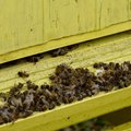 Kas nutinka, kai bitėms pritrūksta maisto