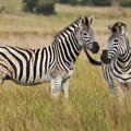 Mokslininkai paaiškino, kodėl zebrai yra dryžuoti