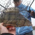 Savaitgalio aktualijos žvejams: Nemuno sterkų atakos, šapalų ir kuojų antplūdis Neryje