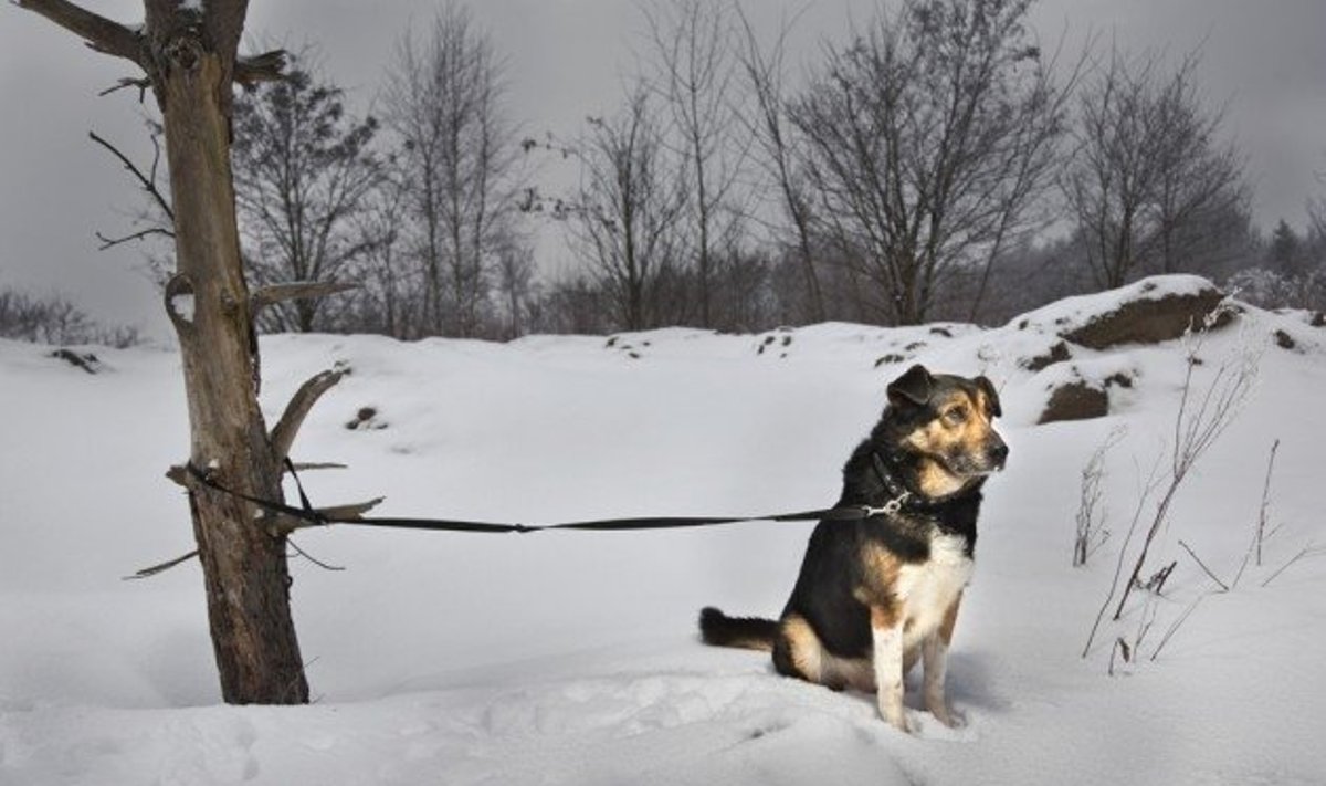Šuo žiemą / G. Trečioko nuotr.