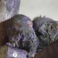 Mielas vaizdelis: Skopjė zoologijos sode gimė nykštukinių marmozečių jauniklis