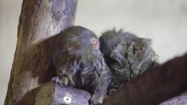 Mielas vaizdelis: Skopjė zoologijos sode gimė nykštukinių marmozečių jauniklis