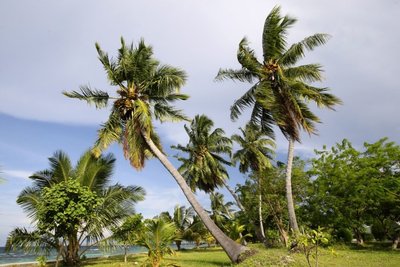 Palmių plantacijos ir jų aliejaus gavyba iškirstose atogrąžų miškų teritorijose prilyginama ekocidui