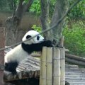 „Slaptas pandų gyvenimas“ (55 serija): kaip apskaičiuoti jėgas ir neprarasti budrumo miegant