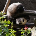 San Diego zoologijos sode sėkmingai auga pandos jauniklis