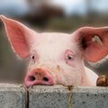 Švedijos inspektoriai reikalauja poros vienišai ūkininko kiaulei