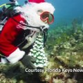 Kalėdos po vandeniu: žuvys turi savo eglutę