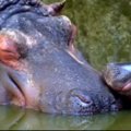 Meksiko zoologijos sode gimė hipopotamukas