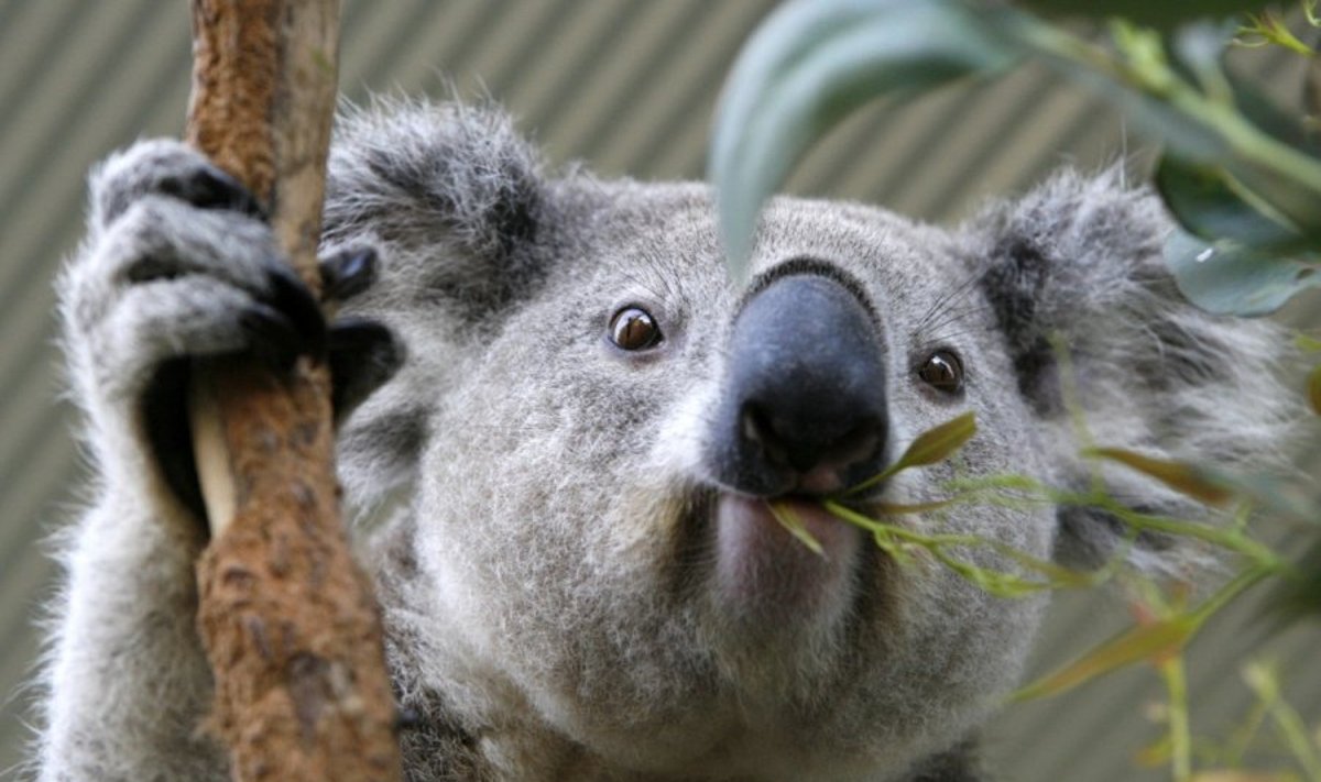 Koala kremta eukalipto lapą Sidnėjaus zoologijos sode