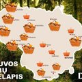 Lietuvos grybų žemėlapis: vienur - vos spėji rauti, kitur - tuščia