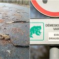 Vilniaus parkuose – laikini eismo draudimai: prasidėjo varlių migracija