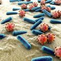 Gydytoja: ne aplinka ir bakterijos sukelia baisiausias ligas