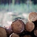Dėl kritusių medienos kainų VMU pajamos šiemet mažės 36 mln. eurų