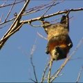 Australijos kurortą užplūdę tūkstančiai šikšnosparnių gyventojams kelia košmarą