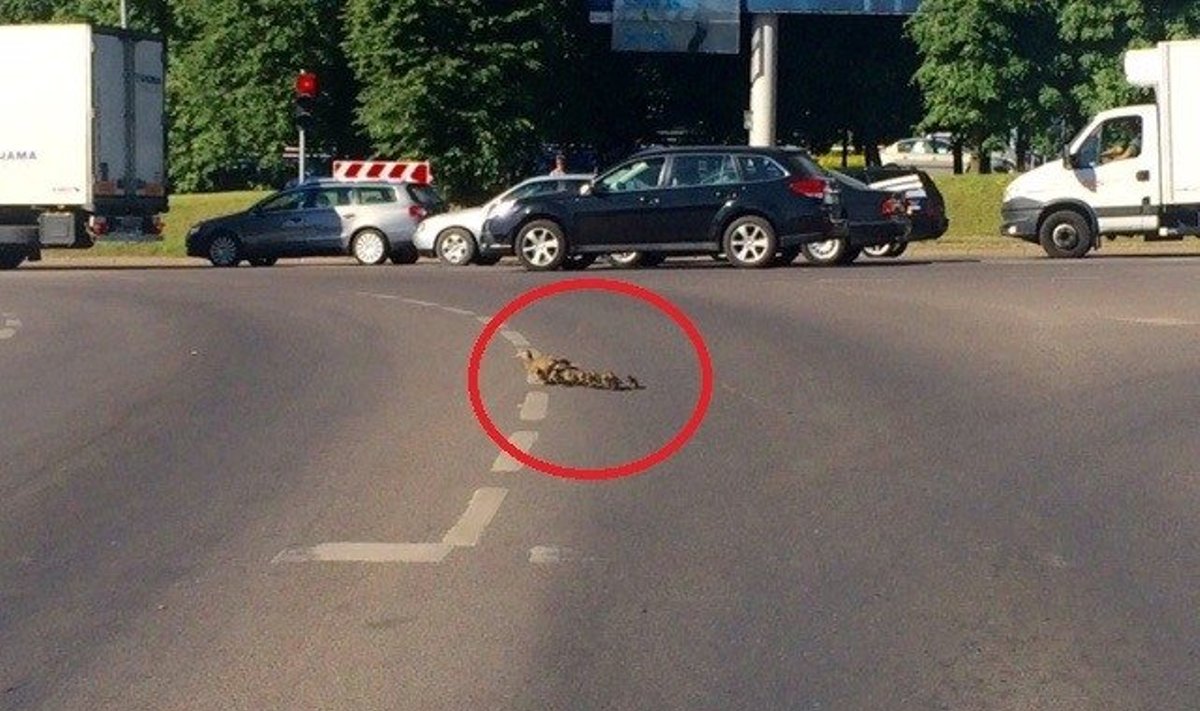 Ančių šeimyna Geležinio vilko gatvėje