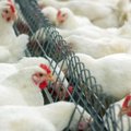 Europos Parlamentas balsuos dėl rezoliucijos, skirtos uždrausti gyvūnų auginimą narvuose