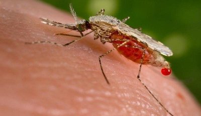 Egzotiškuose kraštuose galima užsikrėsti maliarija