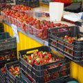Литовский урожай на прилавках – какие цены, и можно ли отличить от польской продукции