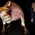 Londono gamtos mokslų muziejuje – plastinuotų gyvūnų paroda