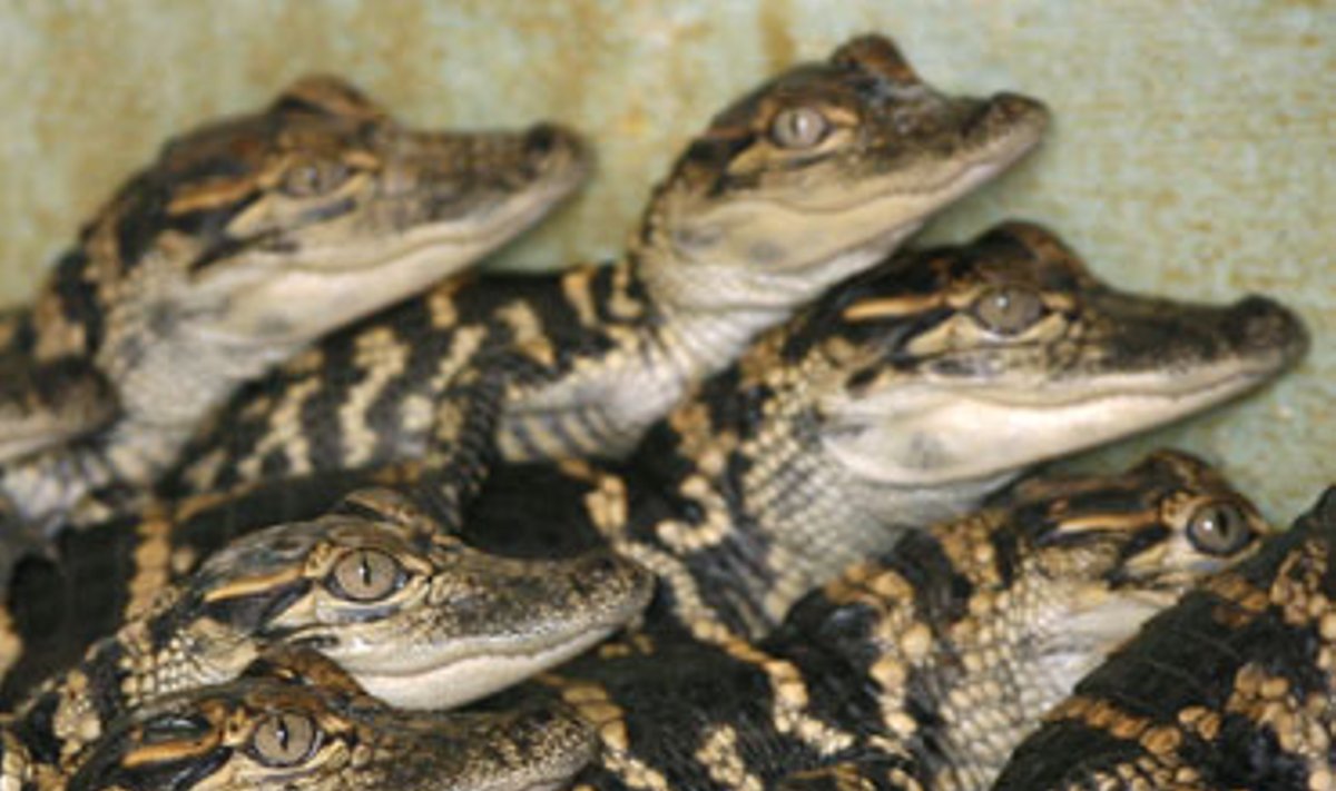 Dviejų mėnesių aligatoriukai auginami komercinėje fermoje Floridos valstijoje (JAV), vėliau bus parduodami gamykloms Europoje, kur iš jų odos bus gaminami batai ir rankinės. Anksčiau saugotų dėl išnykimo aligatorių populiacija staiga išaugo, todėl Floridos valstijos pareigūnai leido vėl juos medžioti bei auginti komerciniams tikslams.