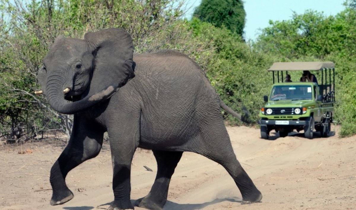 Safario autobusiukai dažnai sekioja dramblius. Milžinai nenutuokia, ar juose - medžiotojai, ar tik smalsūs turistai.