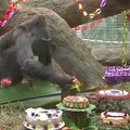 Seniausia JAV gorila sulaukė 60 metų jubiliejaus