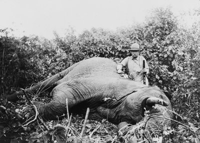 Sena nuotrauka iš dramblių medžioklės