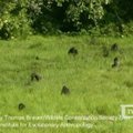 Gorilų populiacija Konge padvigubėjo
