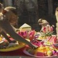 Tailando beždžionės lepinosi prabangiomis vaišėmis
