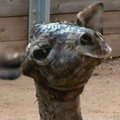 Teksaso zoologijos sode nufilmuotas masajų žirafos gimimas