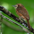 Amazonės miškuose atrastos 15 naujų paukščių rūšių