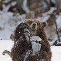 Įspūdingos fotografijos: meškos jauniklis žaidžia su pirmą kartą matomu ledo luitu