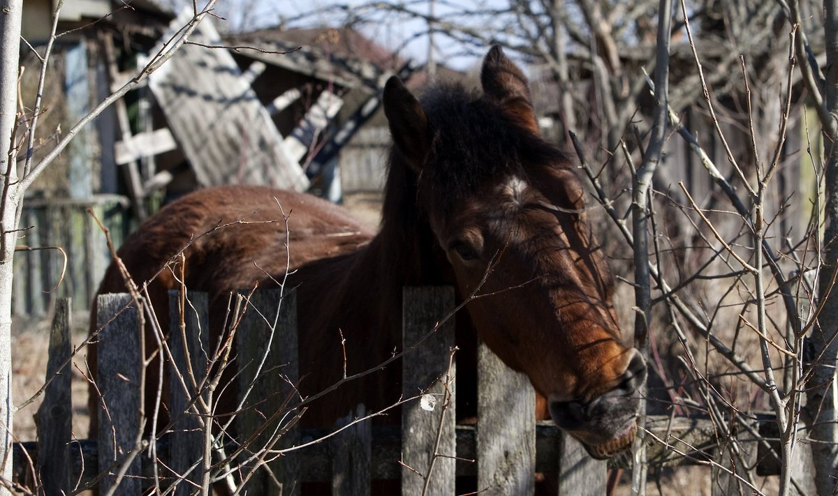 Tulgovičiaus kaimo arklys (Čenobylio zona)