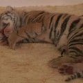 Zoologijos sode Kinijoje gimė penki Mandžūrijos tigriukai