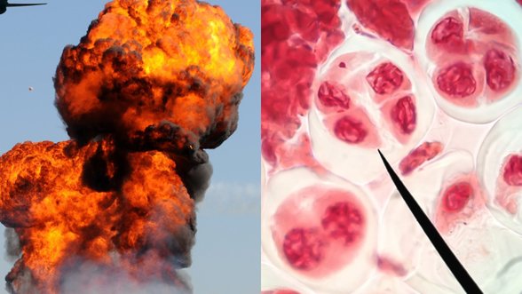 Mokslininkai įspėja apie kraupius karo padarinius: pasklidusios toksiškos TNT ir RDX medžiagos sukels ne tik vėžį, bet ir genetines mutacijas