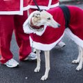 Kalėdų karštinė veda iš proto: šunims perka brangesnes dovanas nei žmonėms