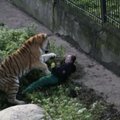 Kaliningrado zoologijos sode tigras užpuolė prižiūrėtoją