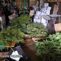 Marijampolės policijos pareigūnų smūgis kanapių augintojams – konfiskavo 10 kilogramų kanapių