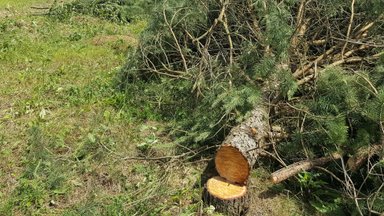 В столичном микрорайоне Пилайте компания незаконно вырубила 34 дерева
