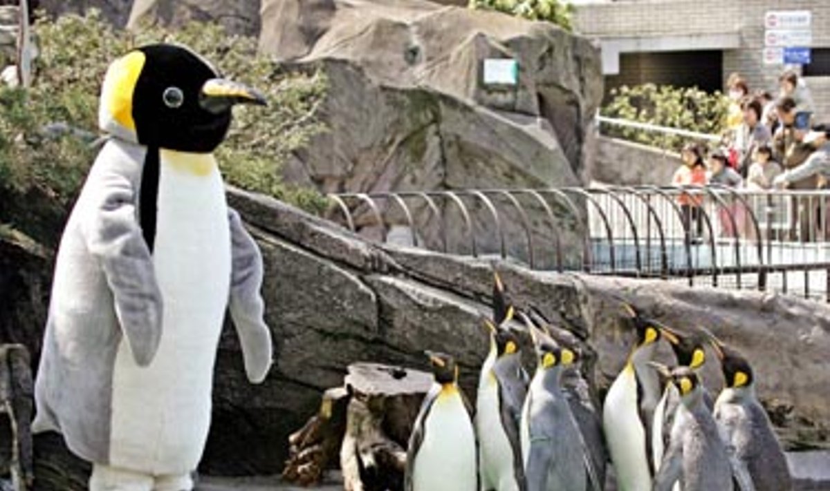 Tokijo zoologijos sode imperatoriškieji pingvinai spokso į žmogaus dydžio pingviną, įkurdintą jų teritorijoje balandžio 1-osios, Kvailių dienos, proga.
