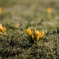 Начало весны в Литве обещает волну тепла